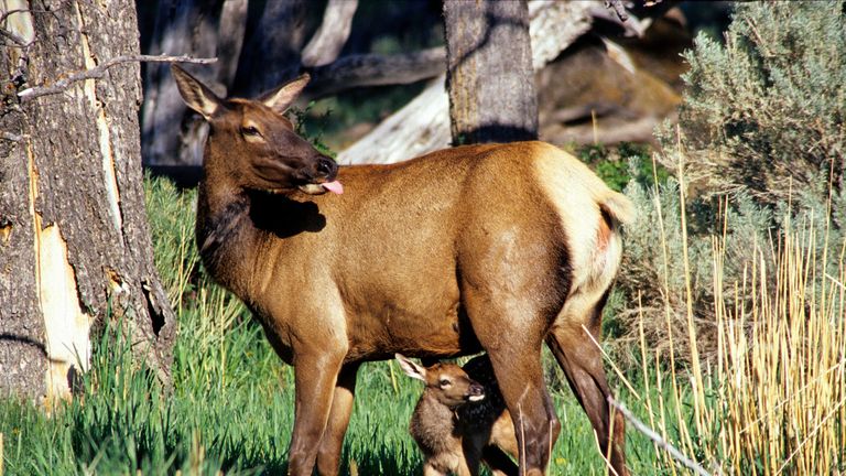 Yellowstone urges people to be cautious around elk during calving season