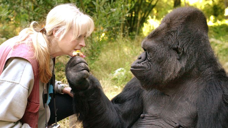 Koko. Pic: The Gorilla Foundation