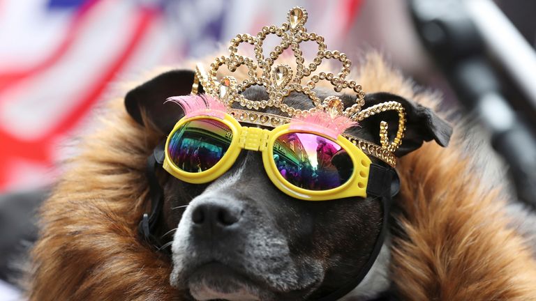 A dog in a tiara and sunglasses awaits the Queen and Meghan