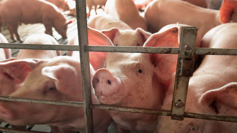 Pig farms and abbatoirs use CO2 to stun the animals before they are slaughtered
