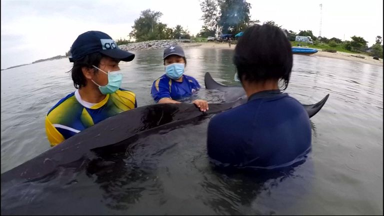 The whale died on Friday despite the efforts of rescuers 