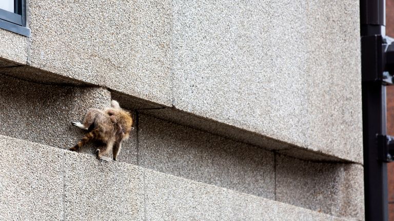A raccoon scrambles along a ledge on the side of the Town Square building 