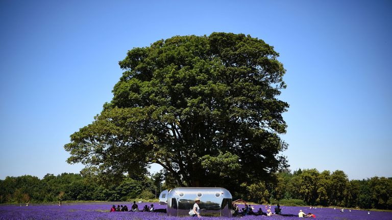 People enjoy the sun at Mayfield Lavender Farm in Sutton, south London