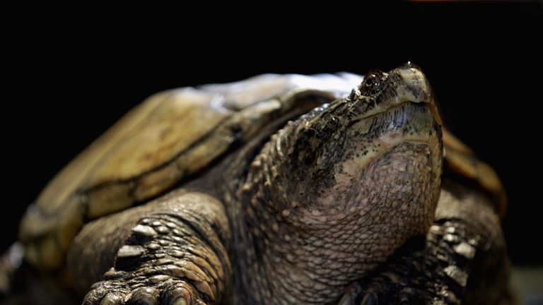 Teacher charged after 'feeding puppy to snapping turtle' in front of ...