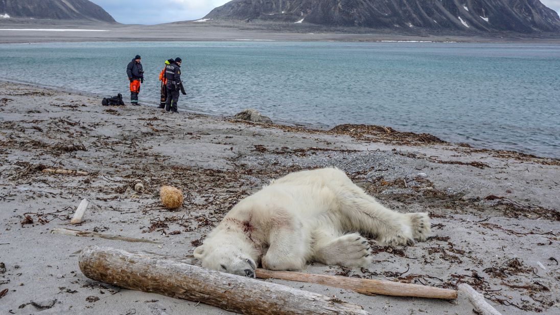 Polar Bear Shot and Killed After Attacking a Cruise Ship Guard