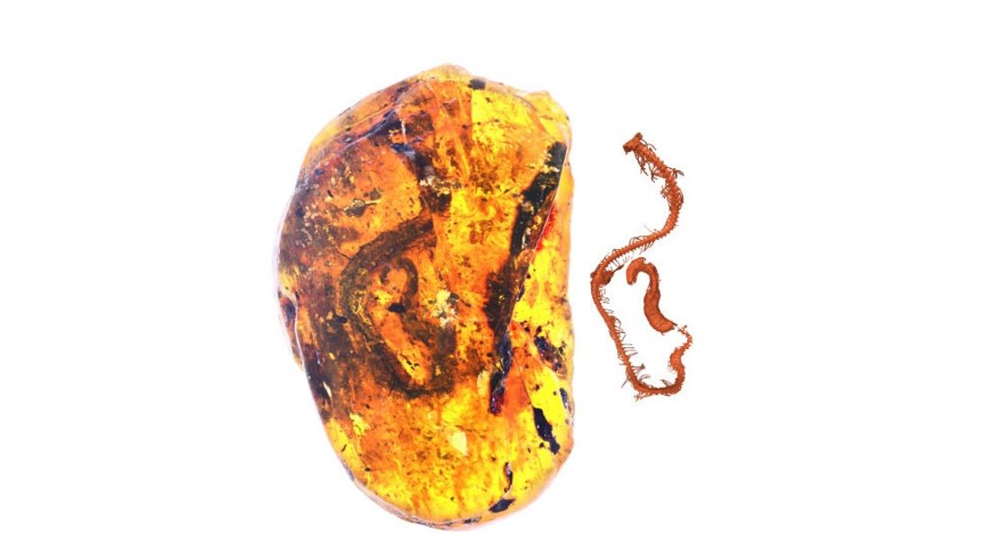 'Like magic:' Delicate fossil of oldest baby snake found in amber
