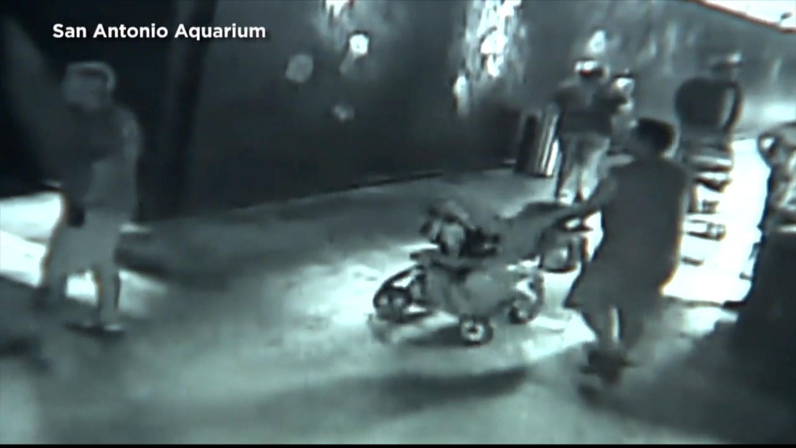 Shark disguised as baby stolen from aquarium in pushchair