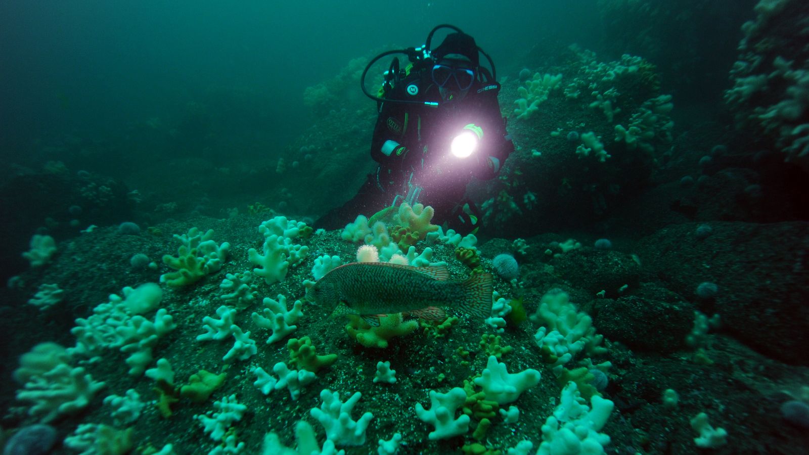 Where are the UK's marine protected areas? | Sky News