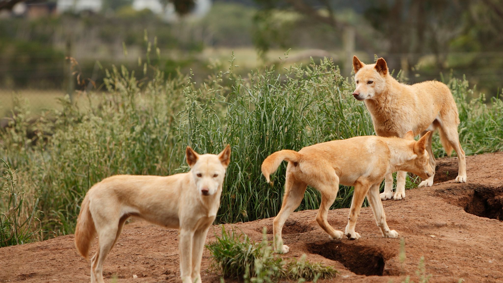 Сюжет собака динго. Динго в Австралии. Овчарка короткошерстная Динго. Собака Динго в Австралии. Стая собак Динго.