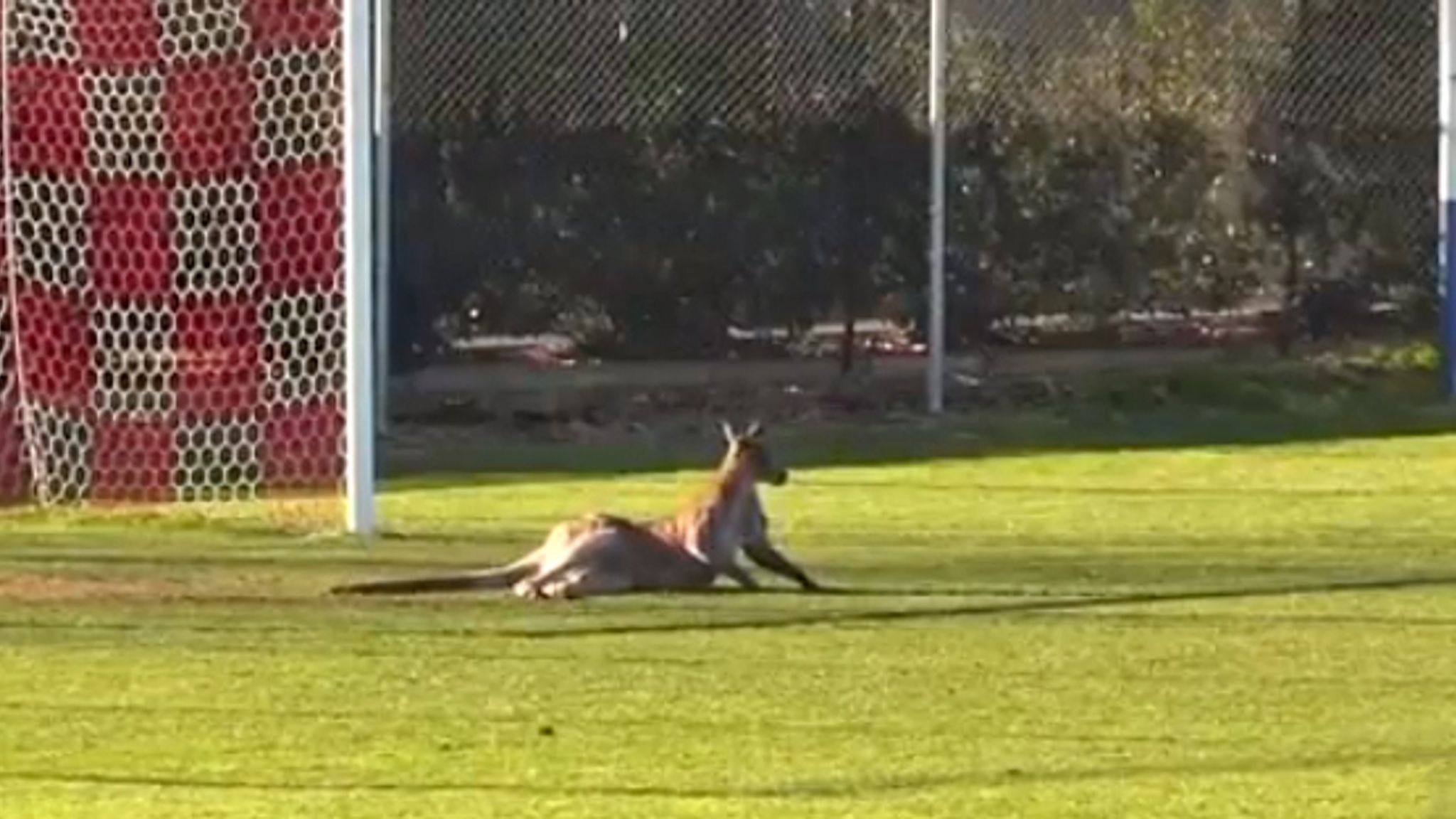 Starving mobs of kangaroos raiding Australian capital Canberra for food ... Biology Diagrams