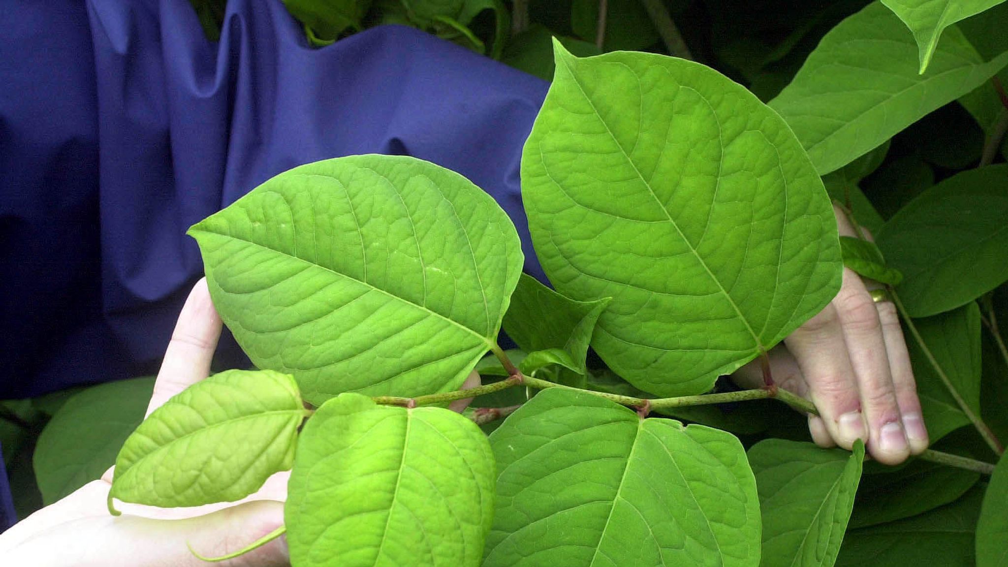 Japanese Knotweed Landowners Entitled To Damages Uk News Sky News