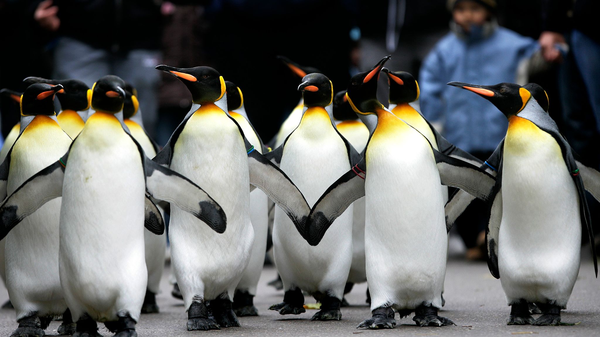 Mystery as penguin population decimated on remote Indian Ocean island |  World News | Sky News