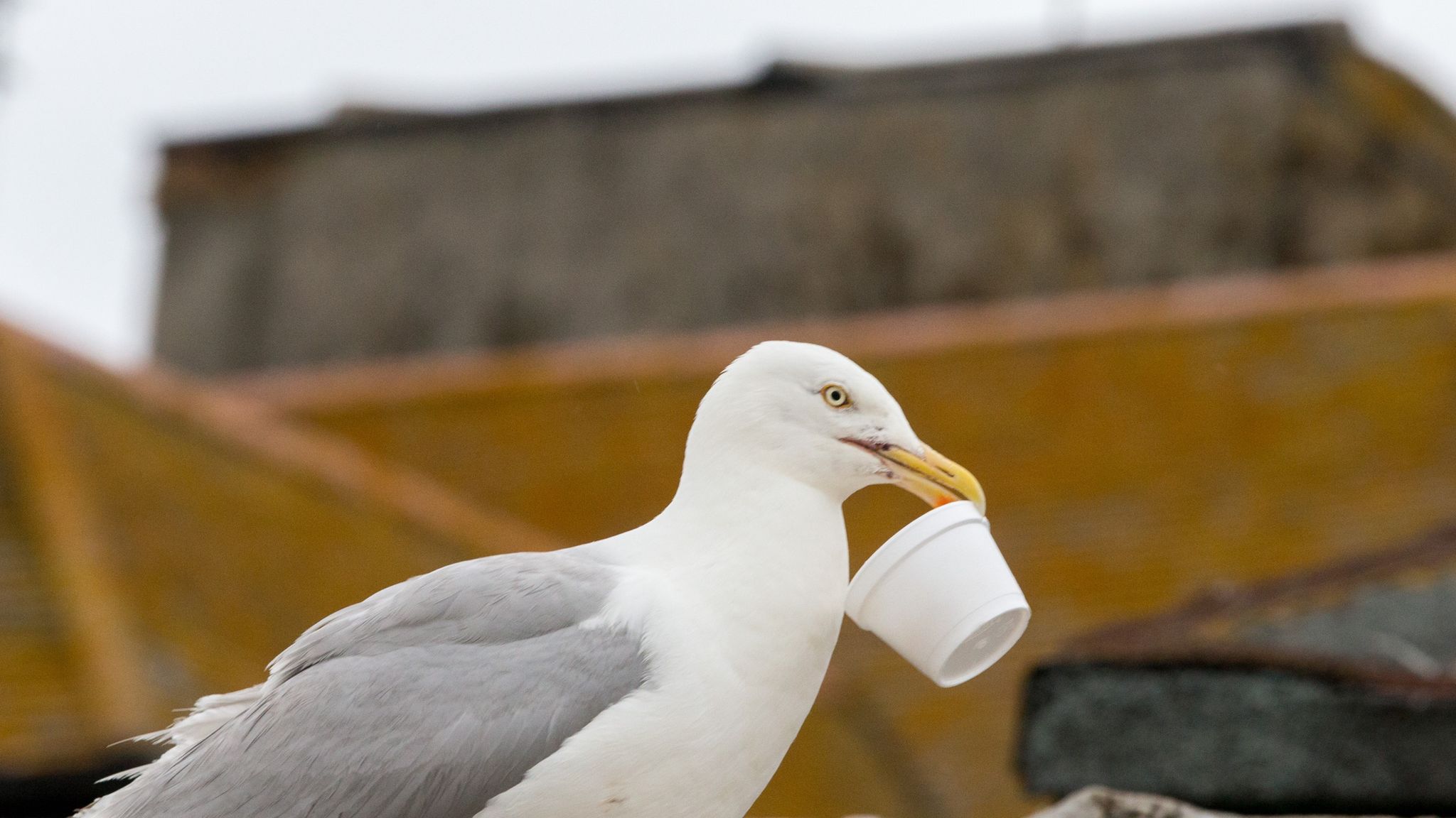 Dozens of 'drunk' seagulls found on South West beaches UK News Sky News
