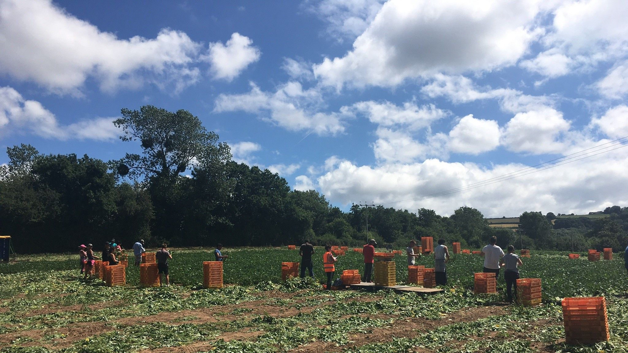 Brexit Farmers fear more crops will rot in fields as EU workers move