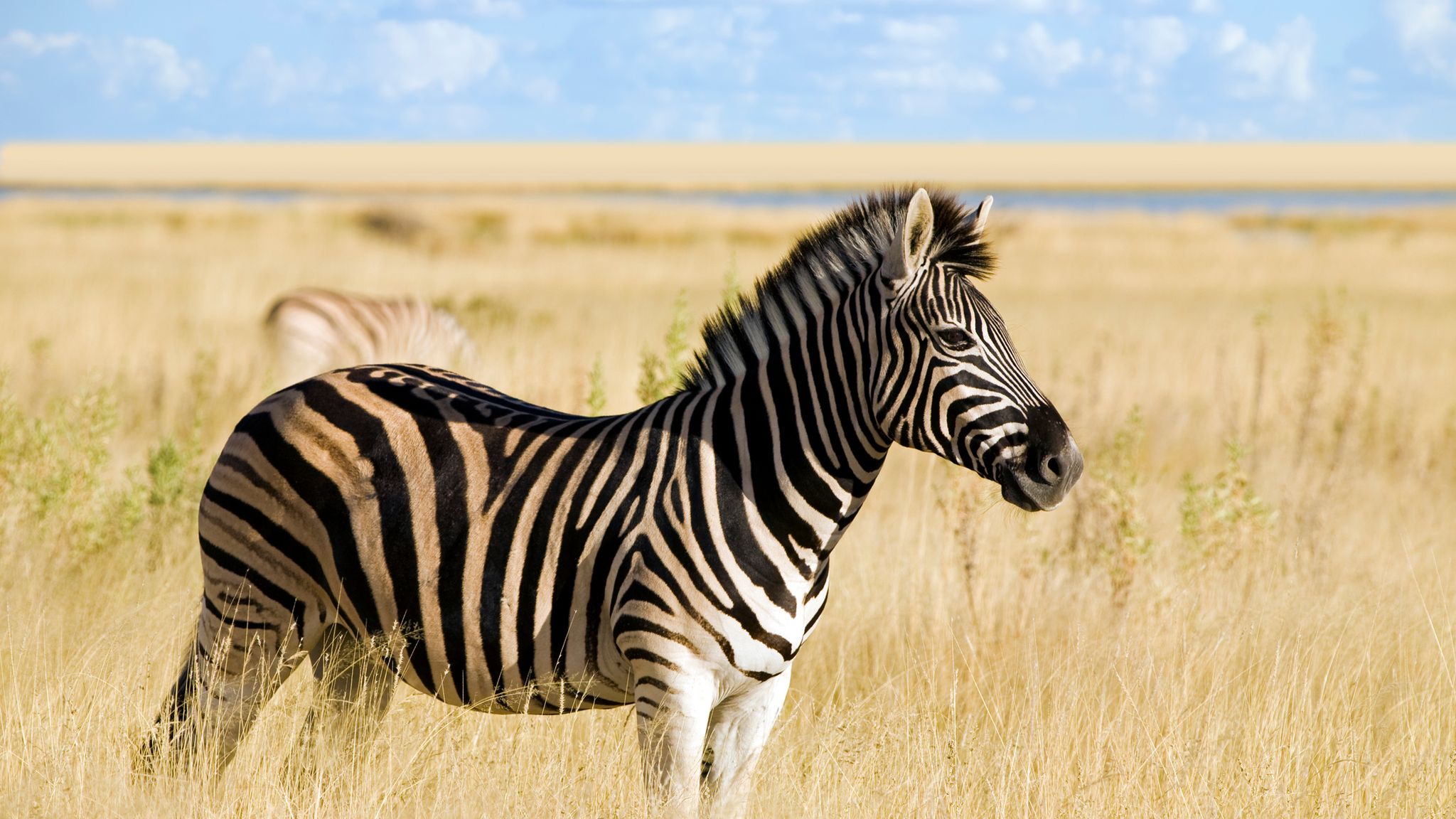 Egyptian zoo denies their 'zebra' is a donkey after photo goes viral