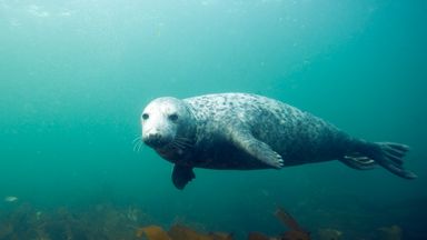 Where Are The UK's Marine Protected Areas? | Sky News