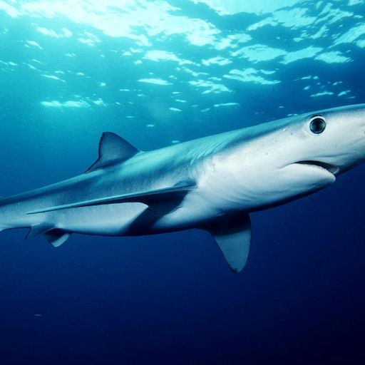 These sharks could live in British waters by 2050