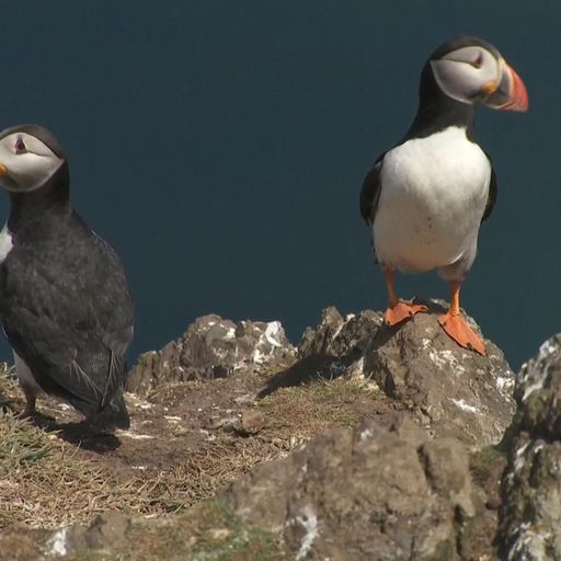 Scientists aim to uncover why puffin population is on the wane