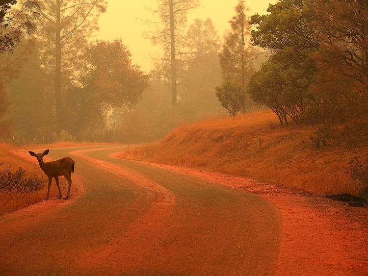 A deer stands in a forest covered in fire retardant