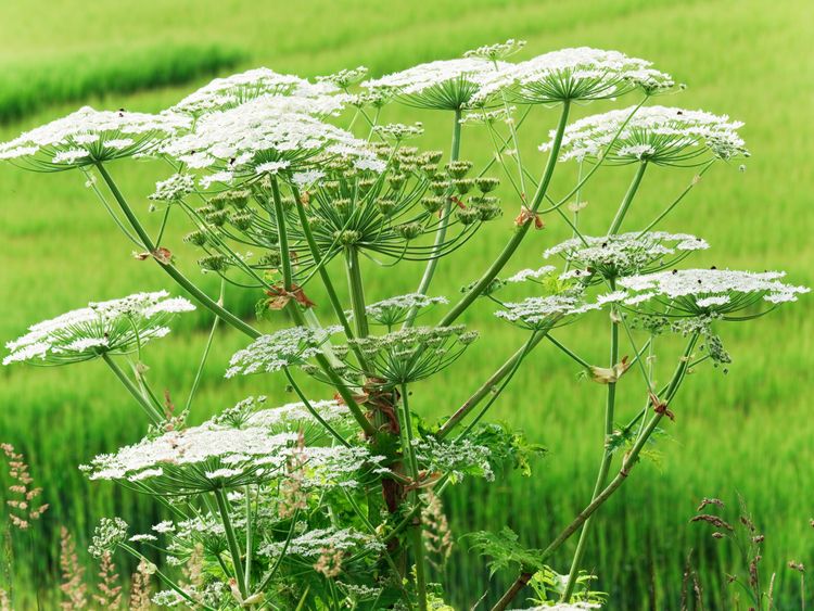 The toxic sap of the plants can even cause blindness