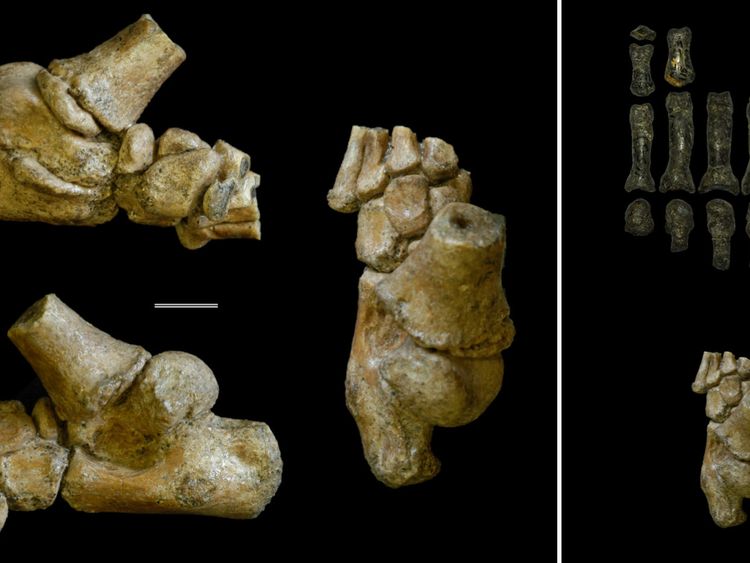 Left block of images The 3.32 million year old foot from an Australopithecus afarensis toddler shown in different angles. Right block of images The child's foot compared with the fossil remains of an adult Australopithecus foot. Credi