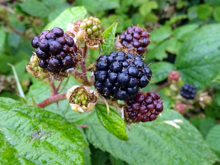 UK heatwave: Vintage year for British wine as temperatures soar