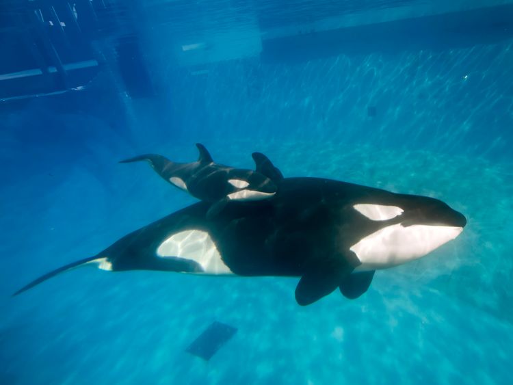 A killer whale and its calf at SeaWorld in San Diego