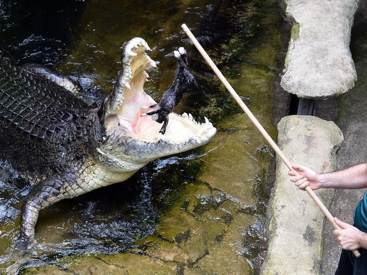 Monster saltwater crocodile weighing over 1,300lbs caught by rangers in