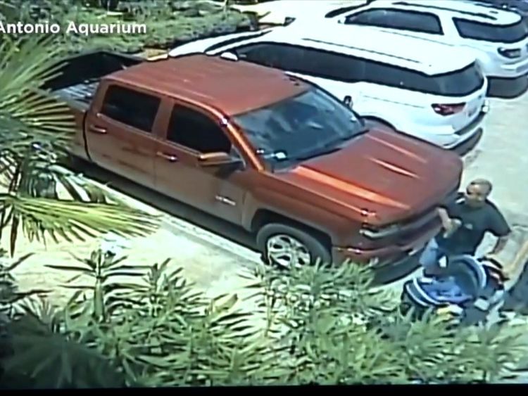 The shark was loaded into a truck and driven away. Pic: San Antonio Aquarium