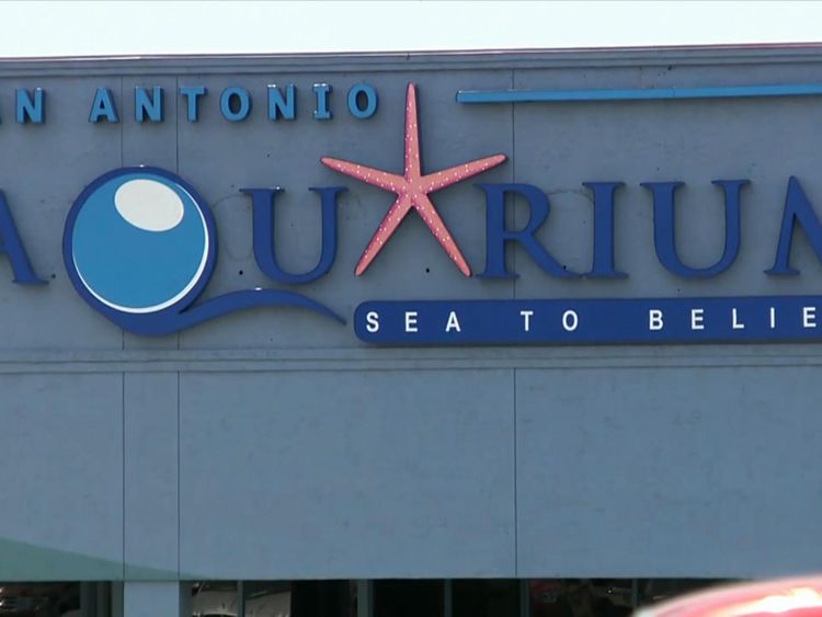 The shark was stolen from San Antonio Aquarium