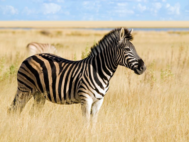 This confirmed zebra has clearer stripes and a darker mouth and nose area than the one in Cairo.