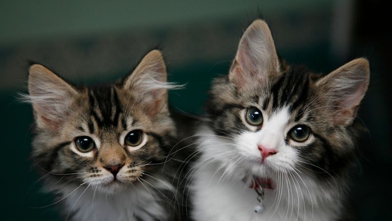 The RSPCA say several cats have been shot in Magull, Merseyside. File pic