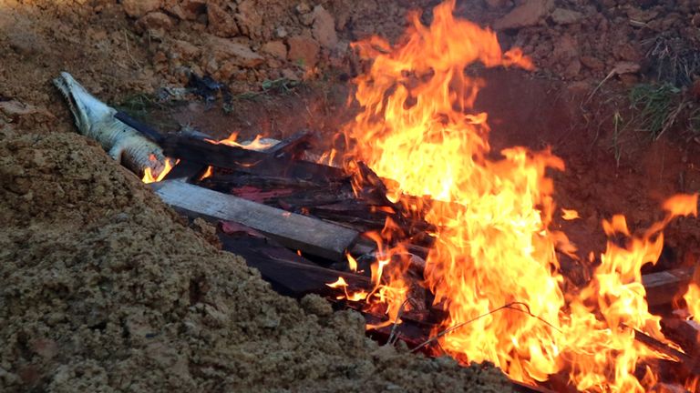 Villagers slaughtered the animals after a man was mauled on the breeding farm