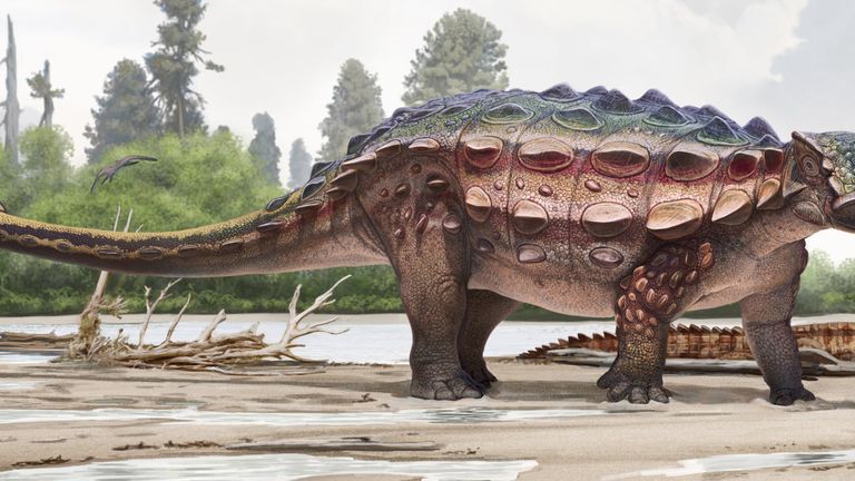 Life reconstruction (closeup) of the new armored dinosaur Akainacephalus johnsoni. Credit: Andrey Atuchin and the Denver Museum of Nature & Science