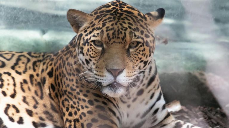 The jaguar escaped and killed six animals