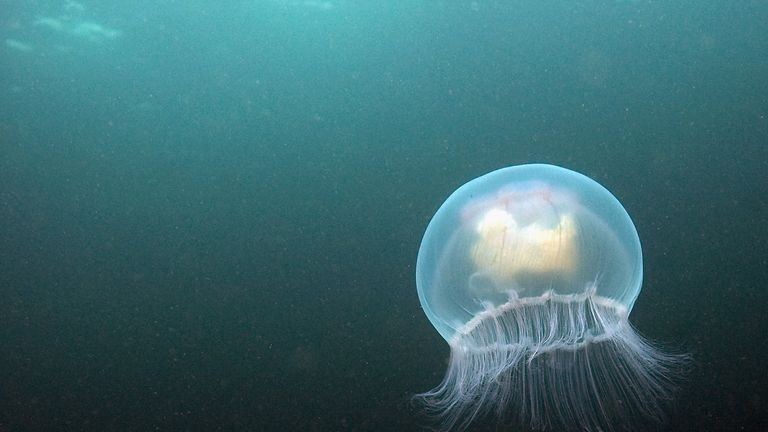 How To Spot Jellyfish In Uk And What To Do If You Re Stung Uk News Sky News