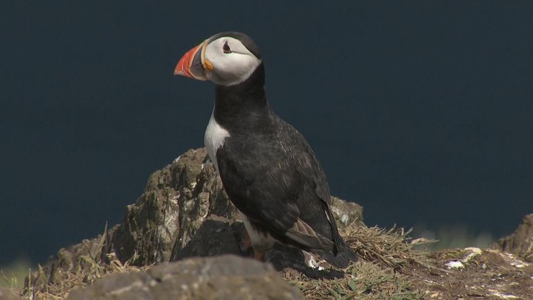 Puffin populations are on the wane