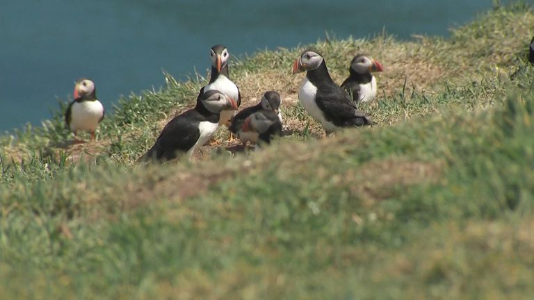 The birds are thriving on Skomer Island