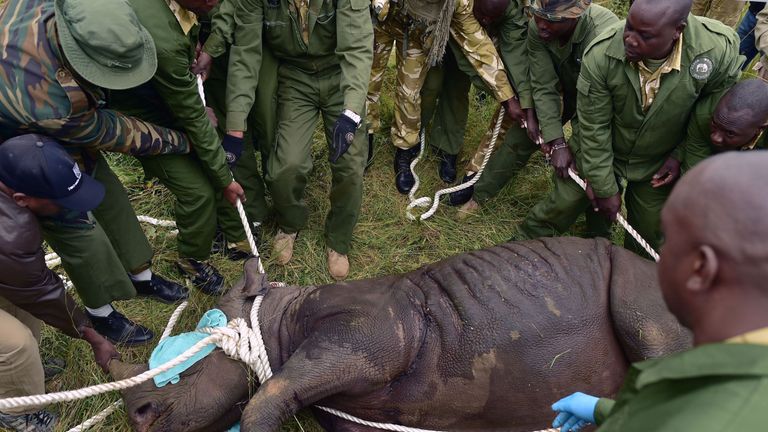 One of the rhinos is sedated before the journey