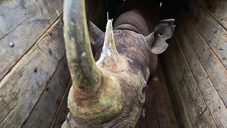 One of the male black rhinoceroses in a crate