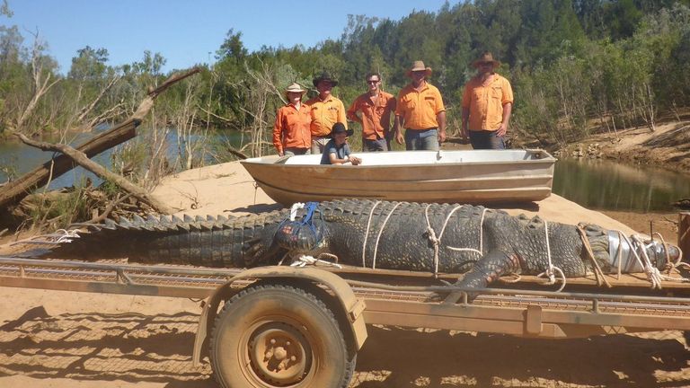 Monster saltwater crocodile weighing over 1,300lbs caught by rangers in | World News | Sky News