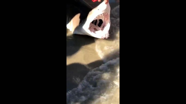 This shark was caught near where the attacks took place