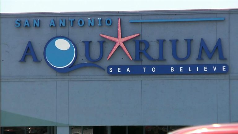 The shark was stolen from San Antonio Aquarium
