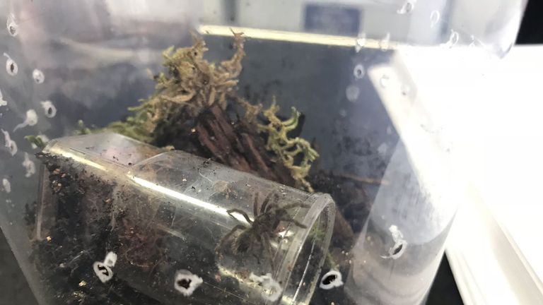 One of the baby spiders found by a passer-by. Pic: RSPCA