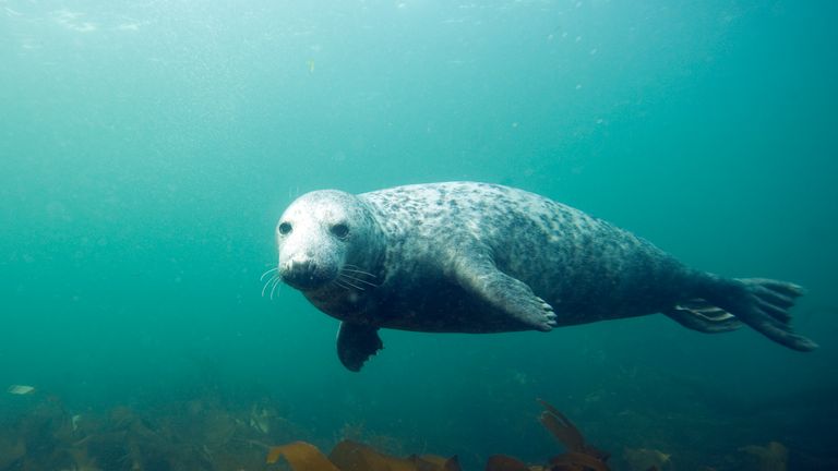 Where are the UK's marine protected areas? | Sky News