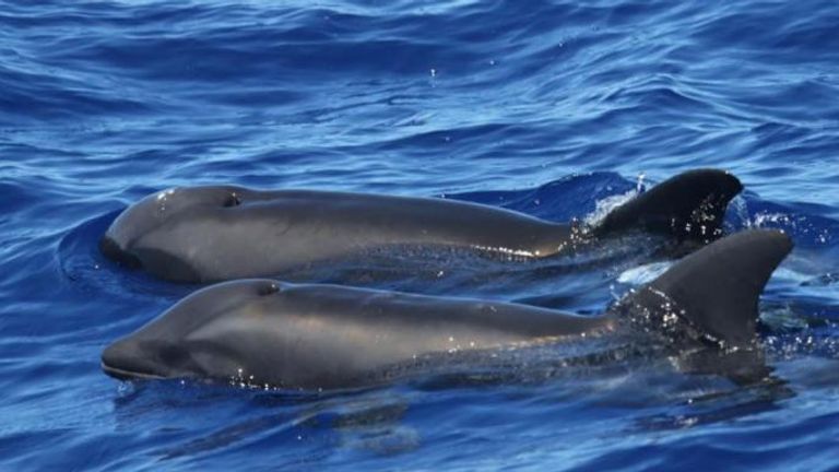 The wholphins were spotted near Hawaii. Pic: Cascadia Research Collective