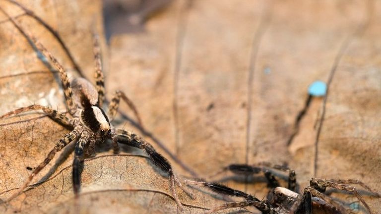 
Wolf spiders communicate in various ways, such as using chemical cues, waving their legs and drumming the ground to create vibrations. Credit: University of Cincinnati