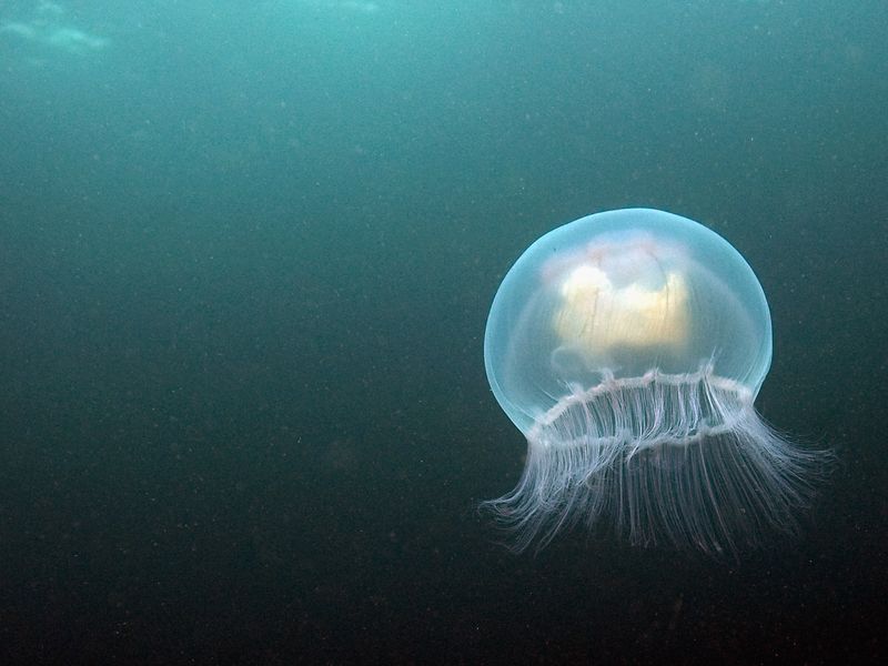 How to spot jellyfish in UK and what to do if you're stung | UK News | Sky  News
