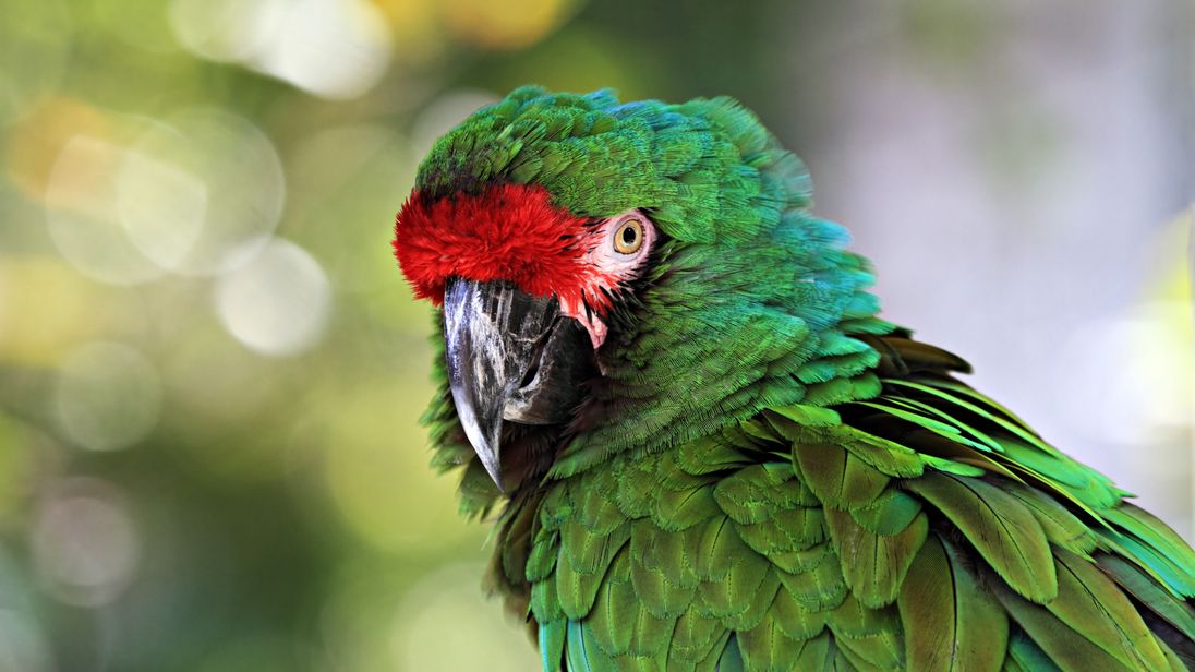 Green Macaw Parrot