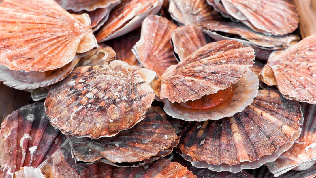 Fishermen from 35 French, five British boats fight heatedly over scallops